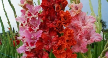 Důvody, proč gladioly mohou měnit barvu a vliv nemocí na barvu